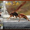 Wasp Science Collage